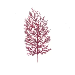 Follaje Pino color Fucsia de  x 55 cm