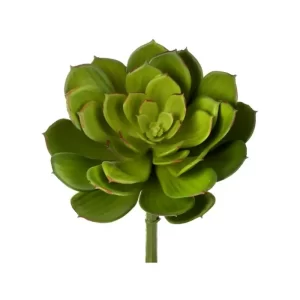 Suculenta Echeveria color Verde de 30cm