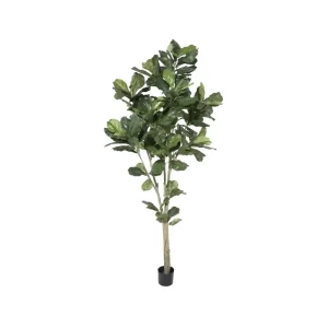 Ficus Lyrata color Verde - Negro de 213 cm