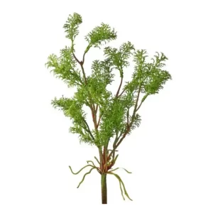 Planta de Eneldo color Verde de 5 x 145 x 105125.00 cm3