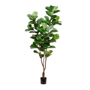 Ficus Lyrata color Verde de 230 cm