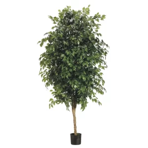 Ficus color Verde de 213 cm
