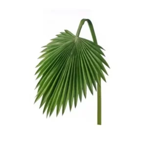 Palma Abanico color verde de 97cm