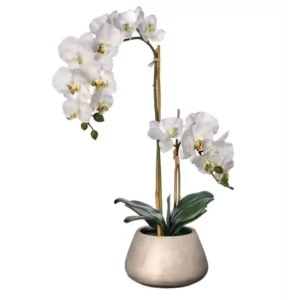 Phalaenopsis Color Blanco De X 61 Cm