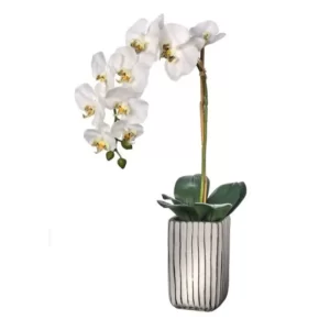 Phalaenopsis color Blanco de 20.3 cm