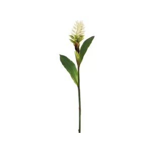 Flor Gengibre color Blanco de  0 x  0 x 101.6 x 0 cm