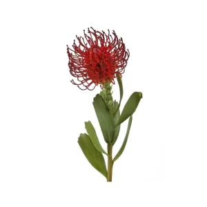 Protea color Rojo de 53cm
