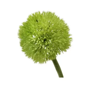 Allium color Verde de 63.5cm