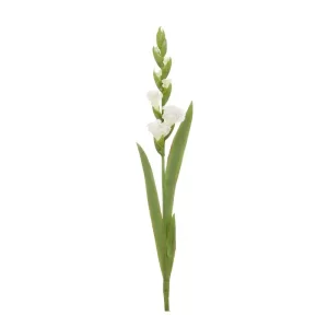 Gladiola color blanco - verde de 12,7 x 10,16 x 76,2 cm