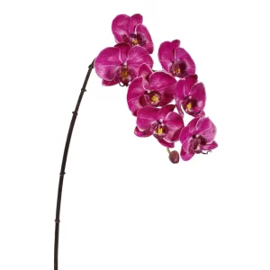 Phalaenopsis color Fucsia de 17.6 x 7.6 x 11369.60 cm3