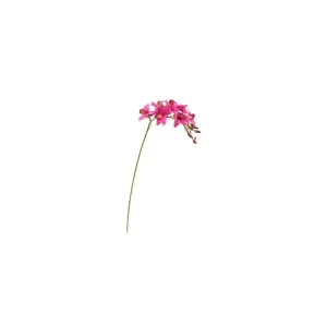 Orquídea Dendrobium color Fucsia de 75 cm