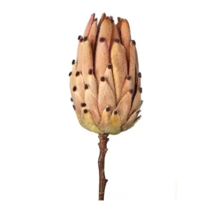 Protea color Marrón de 50.8 cm