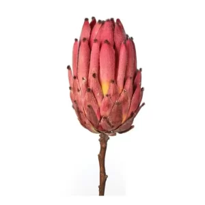 Protea color Fucsia de 10 x 20 x 4000.00 cm3