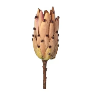 Protea color Marrón de 50.8 cm
