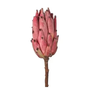 Protea color Fucsia de 50.8 cm