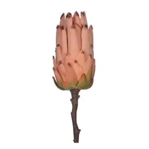 Protea color Rosado de 10 x 20 x 4000.00 cm3