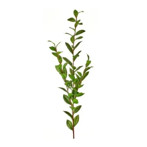 Laurel color Verde de 140 cm