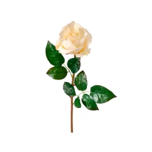 Rosa color Blanco de 61 cm