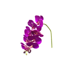 Phalaenopsis color Purpura de  x 71 cm