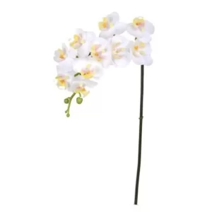 Phalaenopsis Color Blanco De 61 Cm