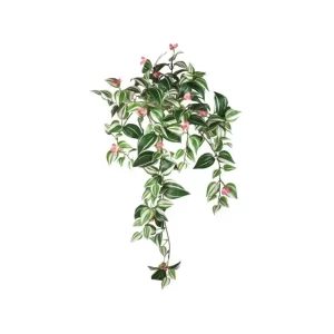 Zebrina Floreada color Verde - Rosado de 74cm