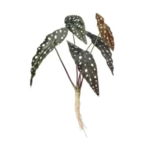 Planta Caladio color Verde - Blanco de  x 55 cm