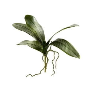 Hoja Phalaenopsis color Verde de 33 cm