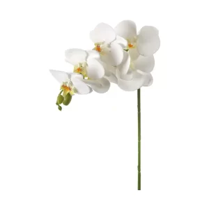 Phalaenpsis color Blanco de 71cm