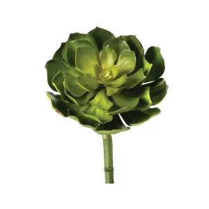 Echeveria color Verde de 20 cm