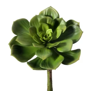Suculenta Echeverría color Verde de  18 x 20 cm
