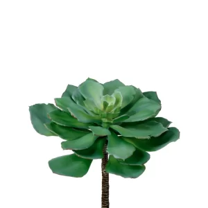 Suculenta Echeveria color VERDE de  0 x  0 x 28 x 0 cm