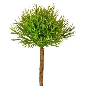 Helecho Suculenta color Verde de  x 18 cm