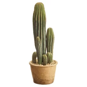 Cactus Pila color Verde . Marron de  0 x  0 x 39 x 0 cm