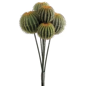 Cactus Barril color Verde de  0 x  0 x 36 x 0 cm
