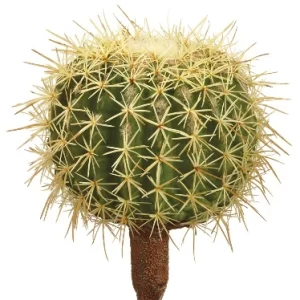 Pua Cactus color Verde de  13 x  0 x 20 x 0 cm