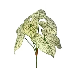 Planta Caladio color Blanco - Verde  de 55 cm