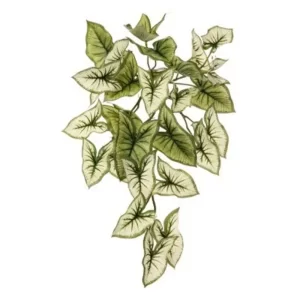 Planta Syngonium color Verde - Blanco de 46 cm