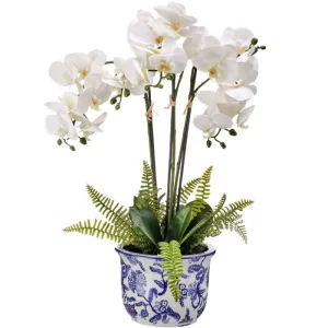 Phalaenopsis Triple Color Blanco De 0 X 0 X 56 X 0 Cm