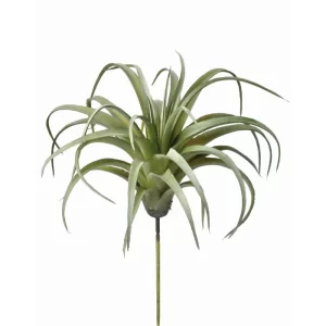 Planta Rizada color Verde de  x 13 cm