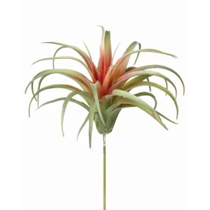 Planta Rizada color Verde - Rojo de  x 13 cm