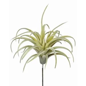 Planta Rizada color Verde - Gris de  x 13 cm
