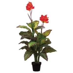 Planta Canna color Rojo de  0 x  0 x 122 x 0 cm