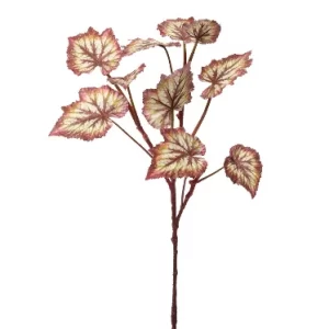 Hojas Begonia  color Vinotinto - Verde de  0 x  0 x 60 x 0 cm
