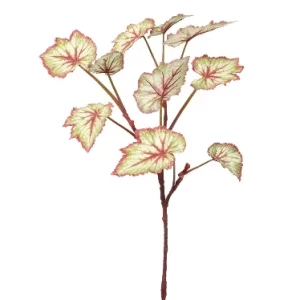Follaje Begonia color Verde - Vinotinto de  0 x  0 x 60 x 0 cm