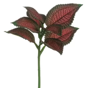 Coleus color Vinotinto - Verde de  0 x  0 x 25 x 0 cm