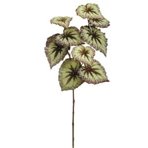 Hojas Begonia  color Verde - Morado de  0 x  0 x 66 x 0 cm