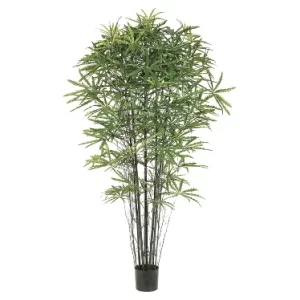 Bambú Aralia color Verde de  0 x  0 x 152 x 0 cm