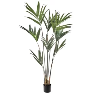 Palma Kentia color Verde de  x 152 cm