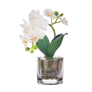 Phalaenopsis Color Blanco De 25 Cm