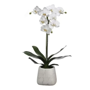 Phalaenopsis color Blanco de 76 cm